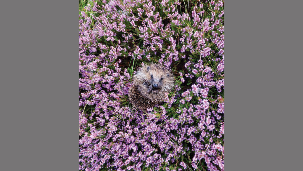 Hedgehog in heather