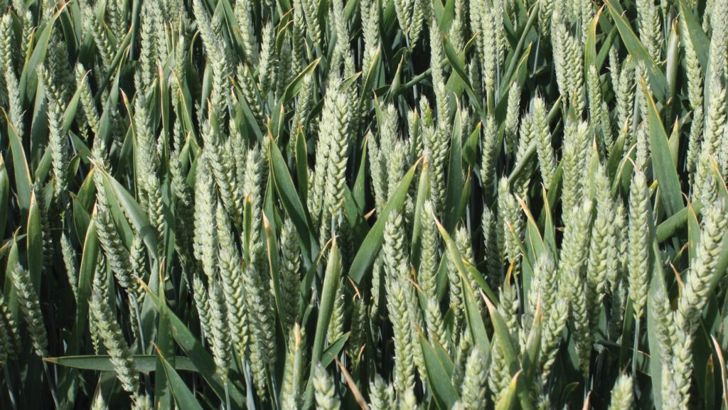 Wheat variety Hexton