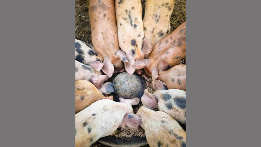 Piglets at Iron Oak Farm