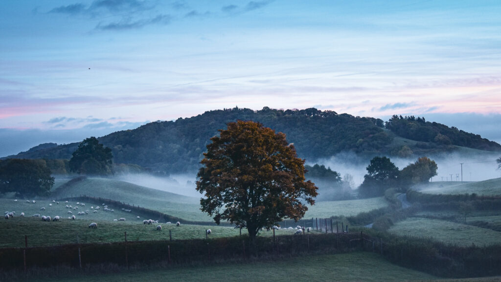 Trees and grazing sheep in the mist