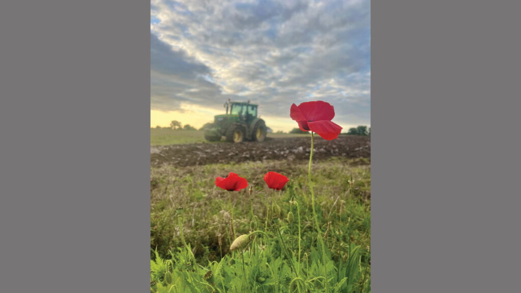 Poppies and tractor in a field