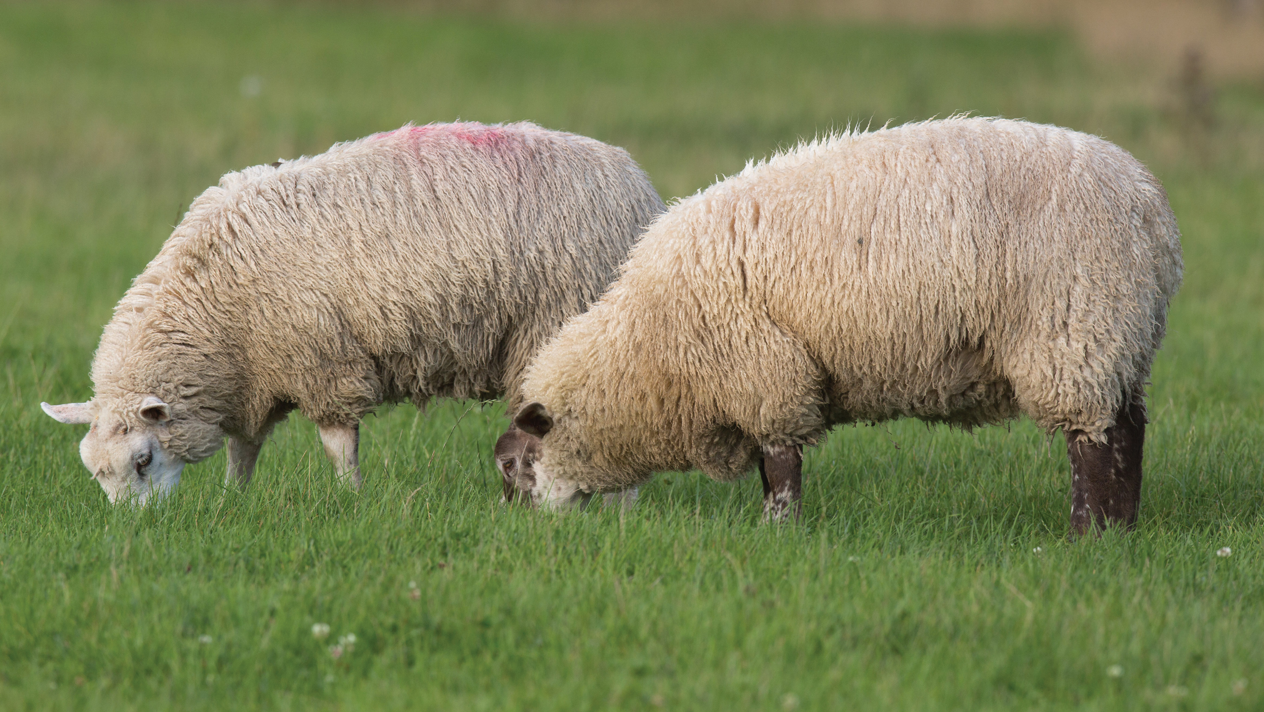 Flying lamb trade showing no sign of stopping next year - Farmers