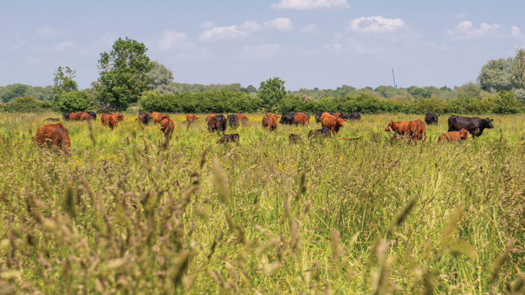 Long grass grazing