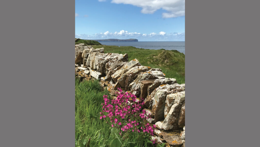 Vibrant campions growing in the shelter of an old, lichen-covered drystone dyke