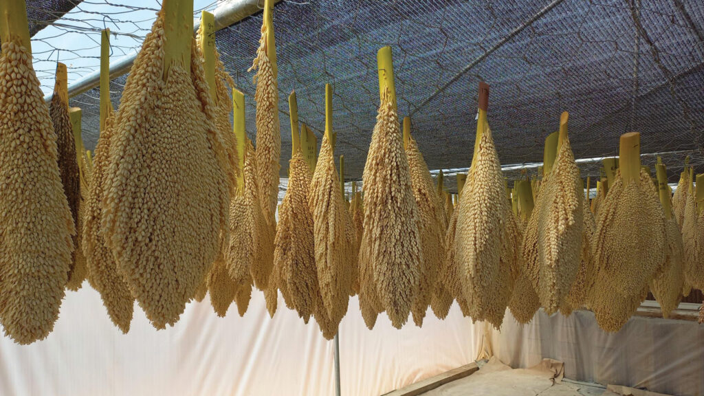 Male date tree flowers drying