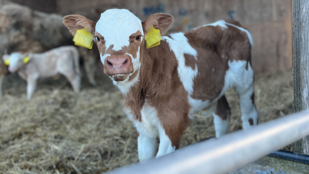 Manor Farm calf