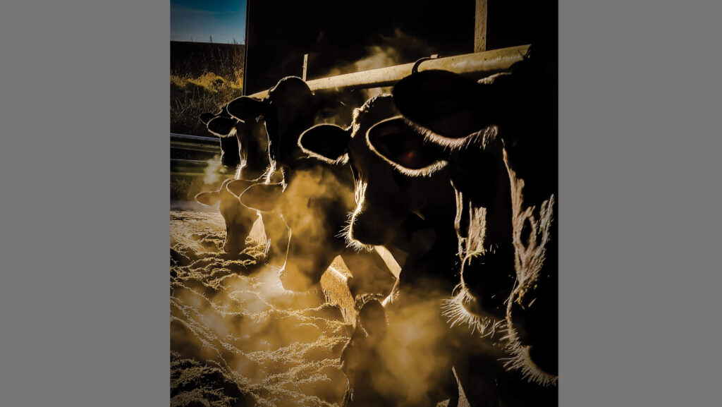 Cows’ breath on a cold, frosty morning, with the heat rising from fresh silage