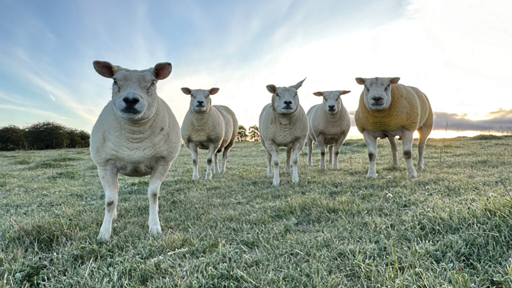 Sheep in a field