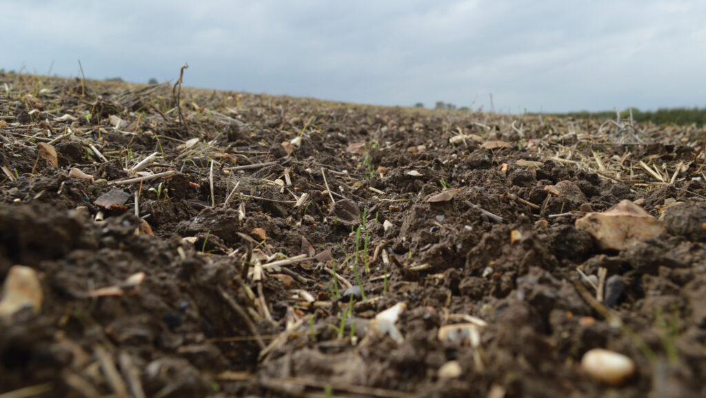 An emerging crop of winter wheat