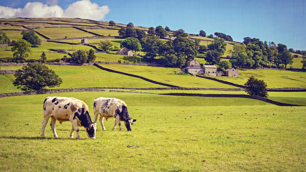 Cows grazing