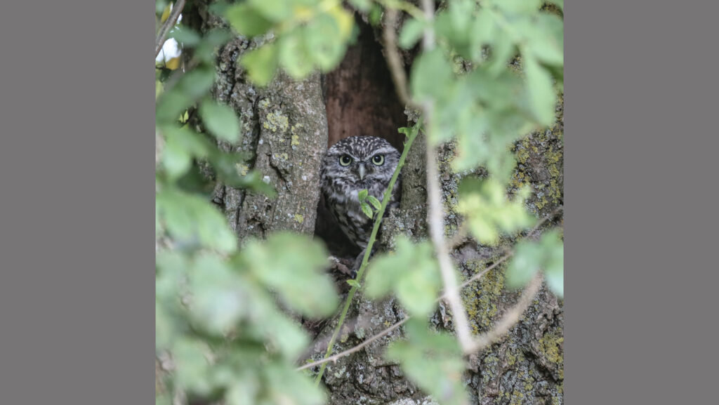 Tawny owl