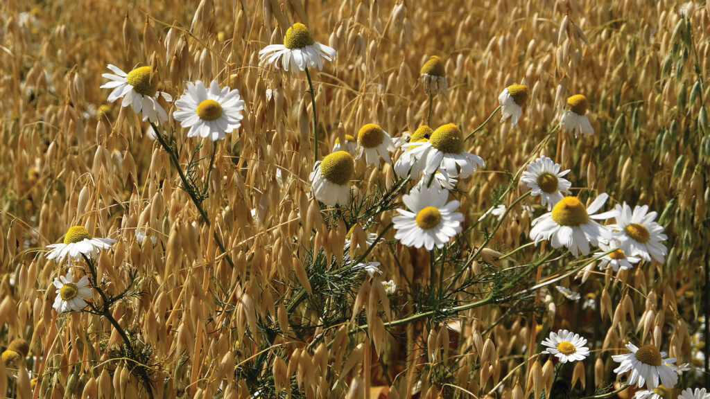 Organic oat crop