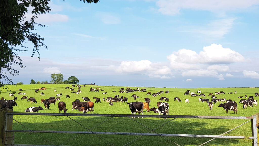 Cows grazing in a field 