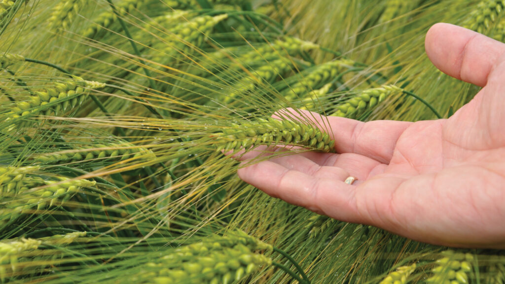 Barley variety Quantock