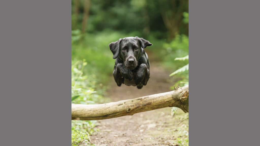 Labrador jumping over log