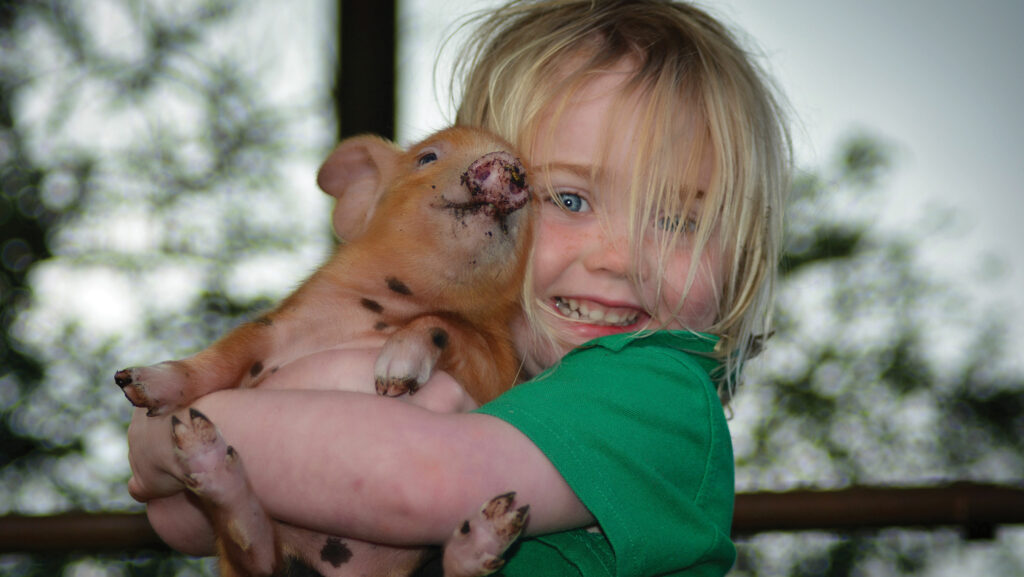 Little girl holding piglet