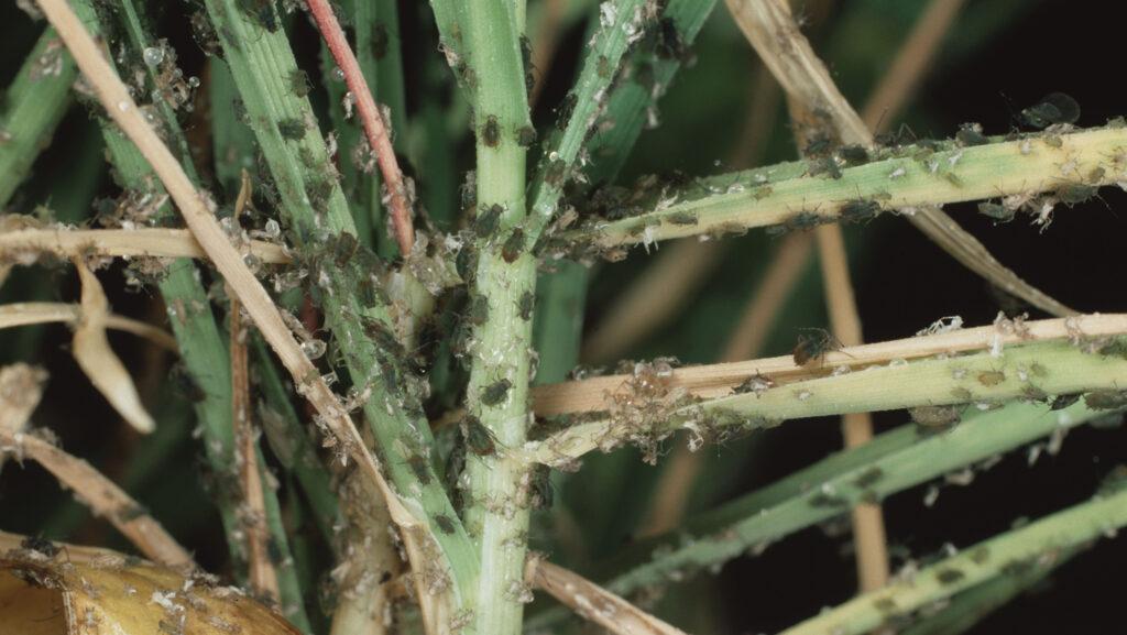 Bird cherry aphid infestation