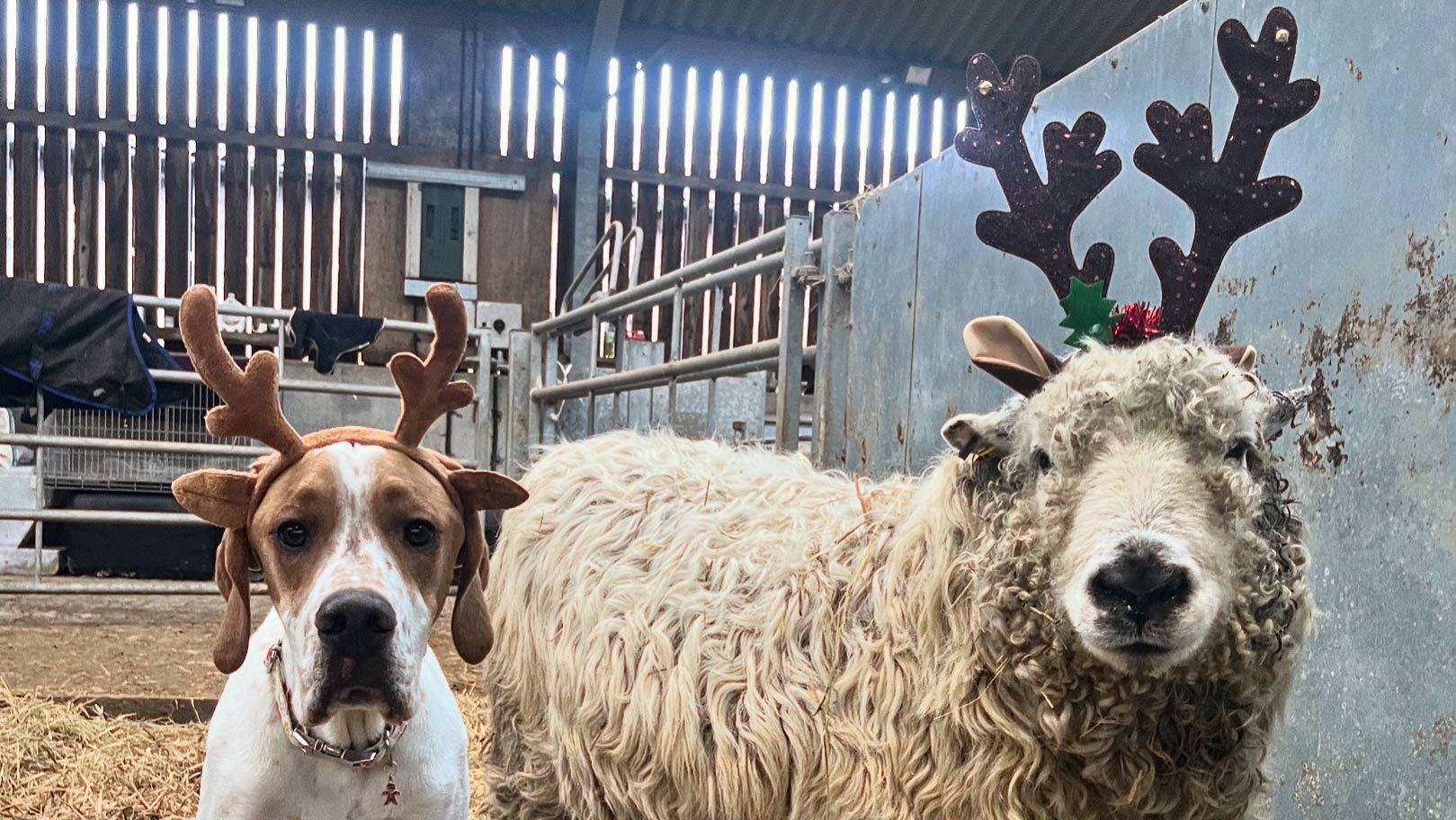 Photo of the Week: Sheep and dog duo step in for Santa - Farmers Weekly