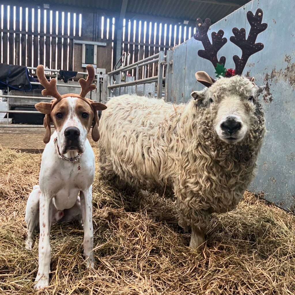 Sheep and dog wearing antlers for Christmas