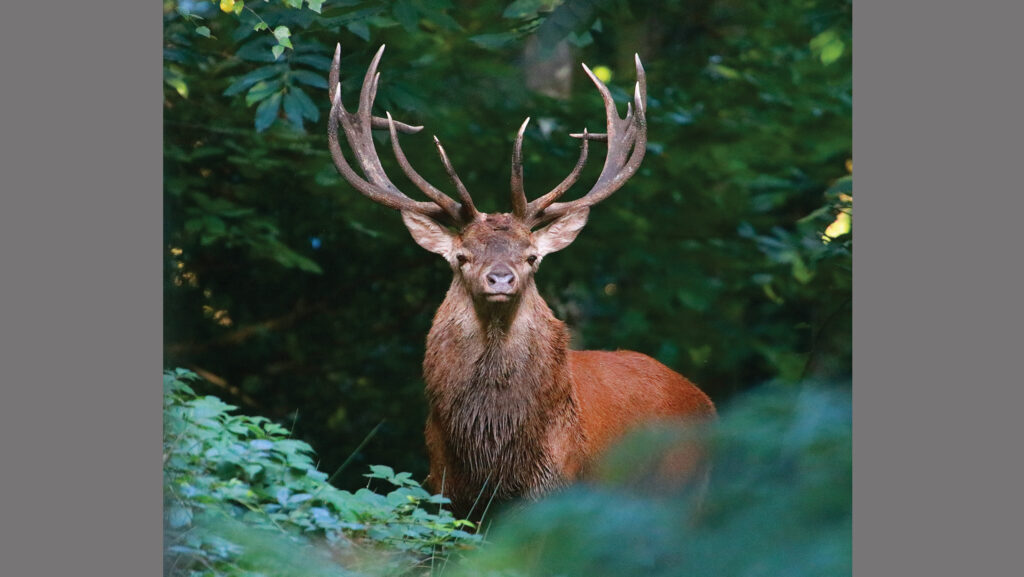 Red stag