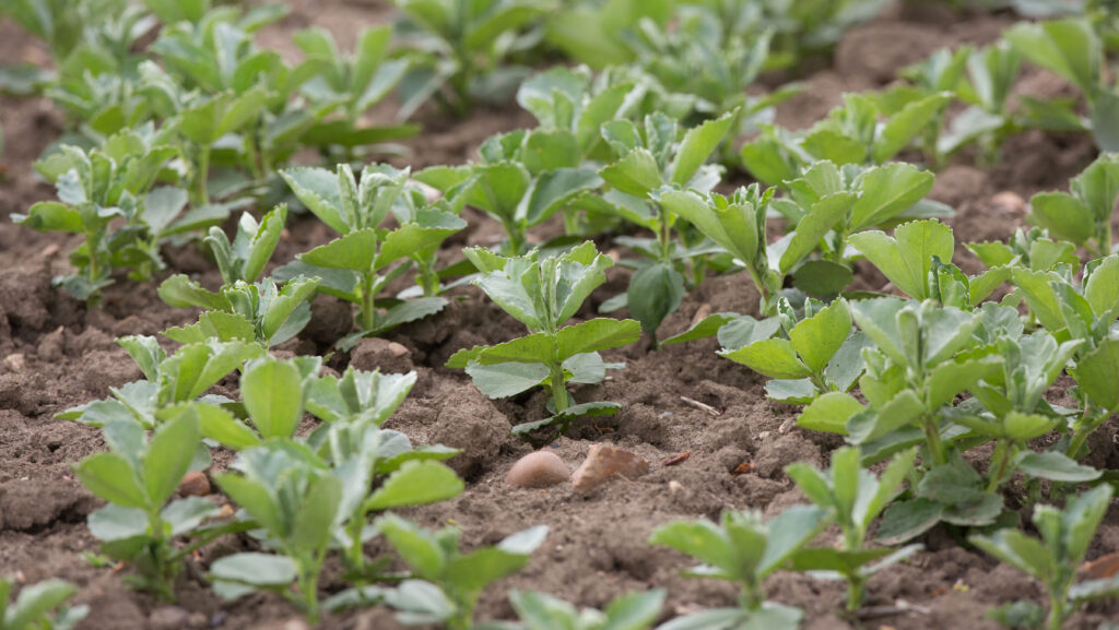 Spring beans