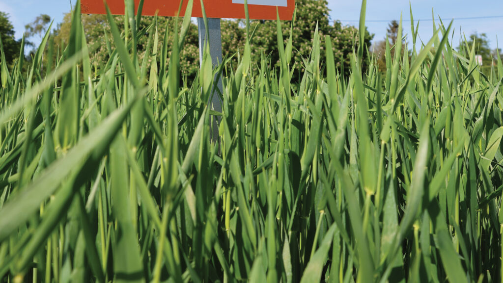 Barley variety Valencis