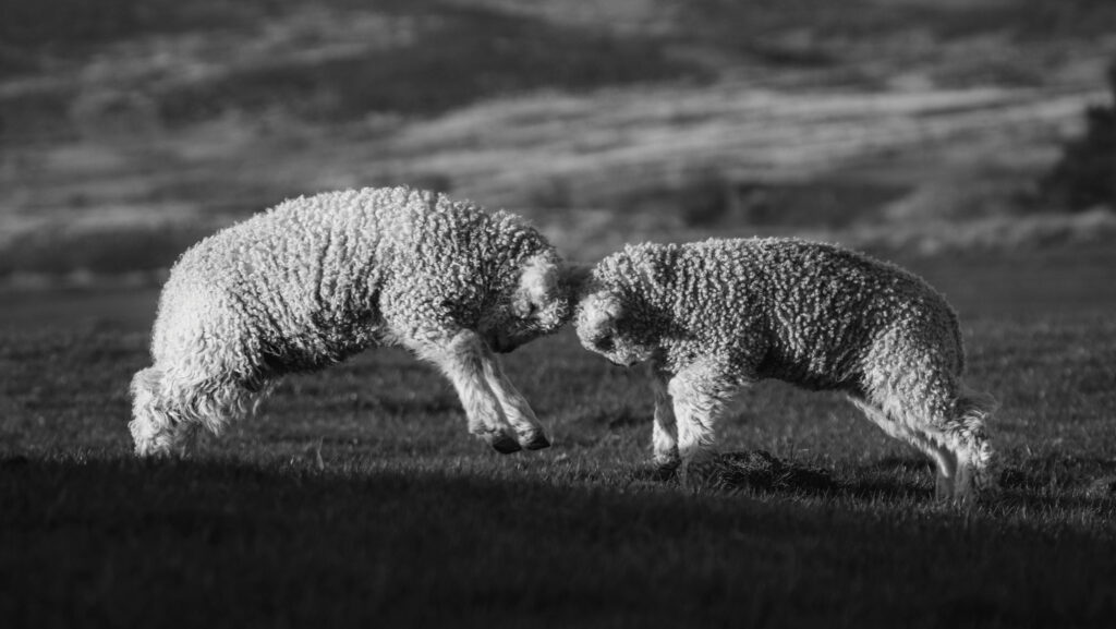 Lambs playing