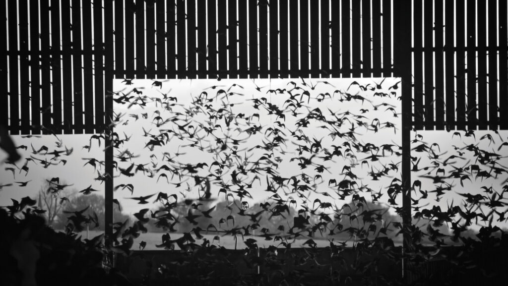 Starlings outside building