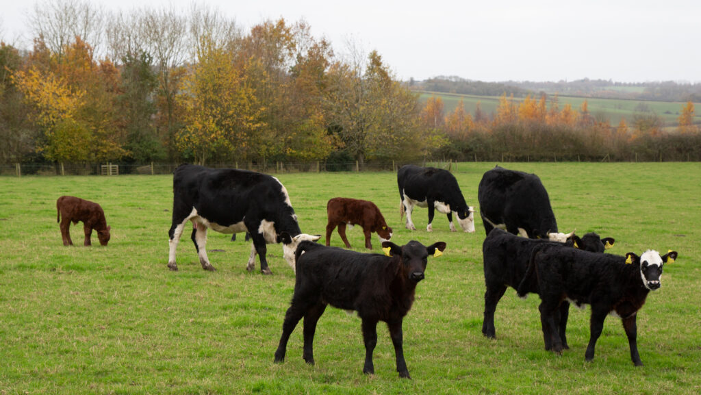 Cows and calves