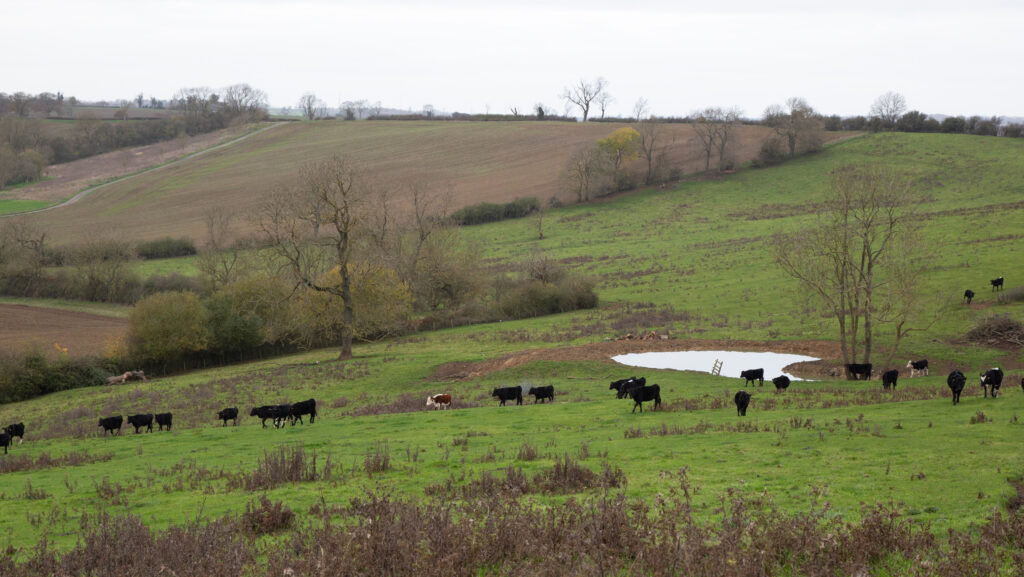 Cows in a field