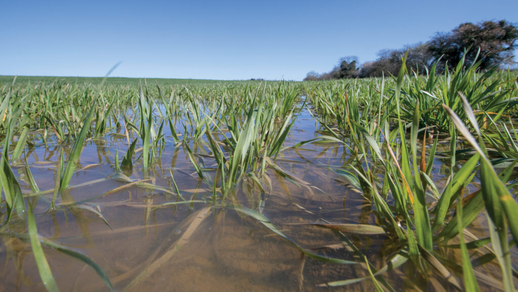 Submerged wheat