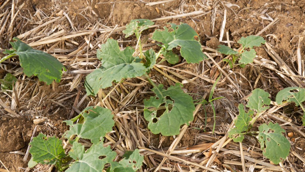 Young oilseed rape plants damaged by flea beetles