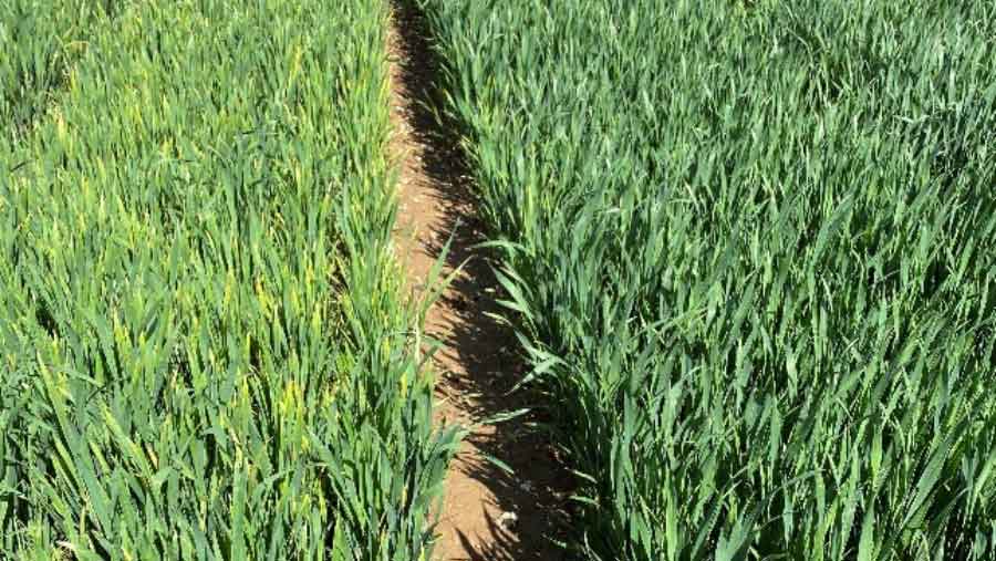 RAGT Genserus variety (right) compared to a variety with no BYDV resistance (left) in a high pressure BYDV environment