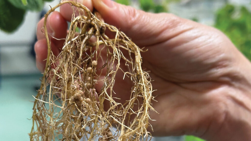 Nodules on soya bean plant