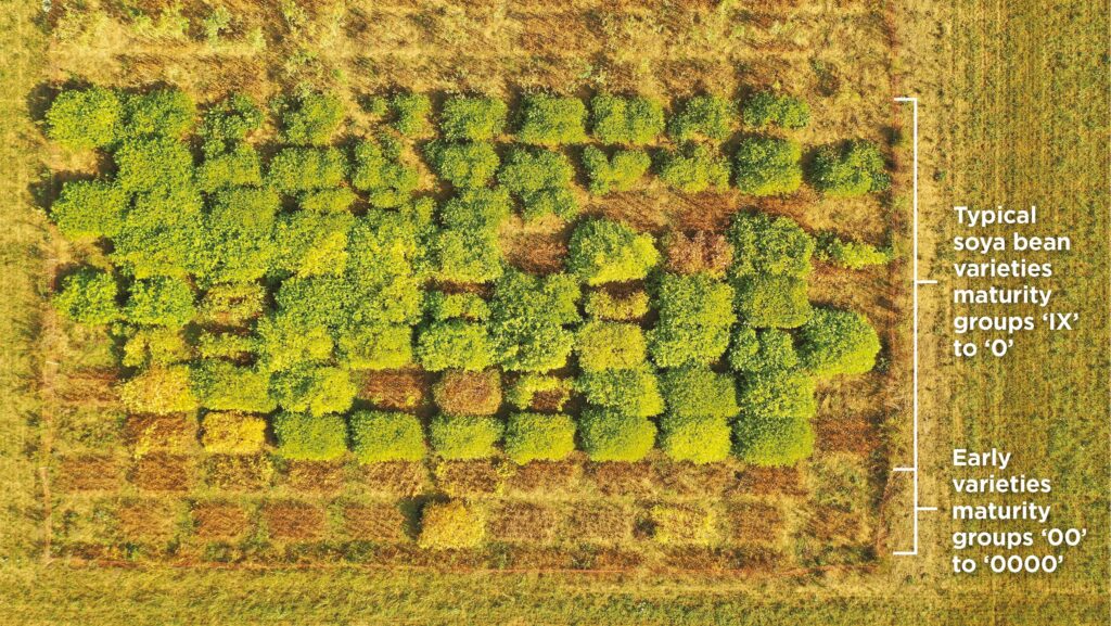 Niab soya bean trial field