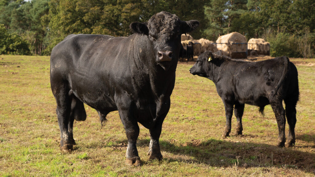 Angus bulls