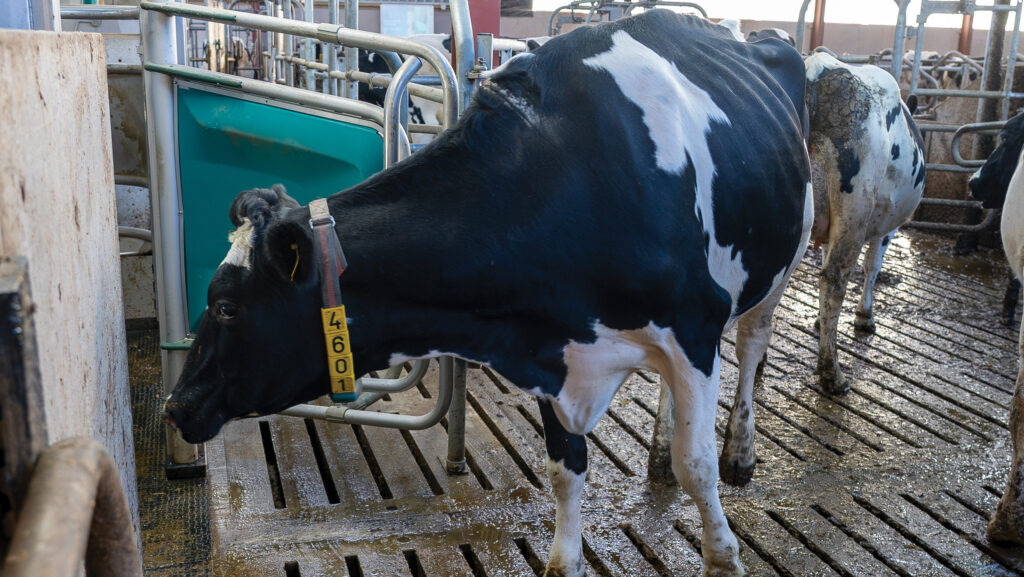 Cow entering a milking robot