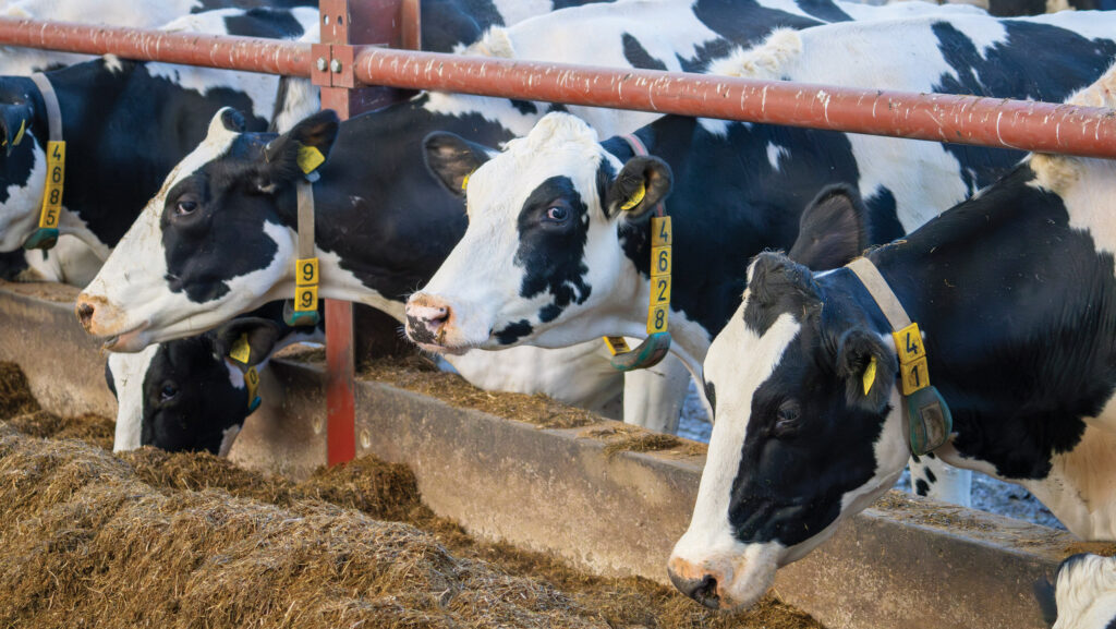 The Bromfield Farm dairy herd 