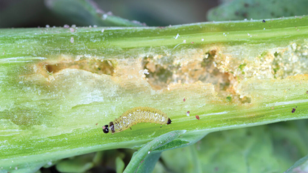 Cabbage stem flea beetle in oilseed rape