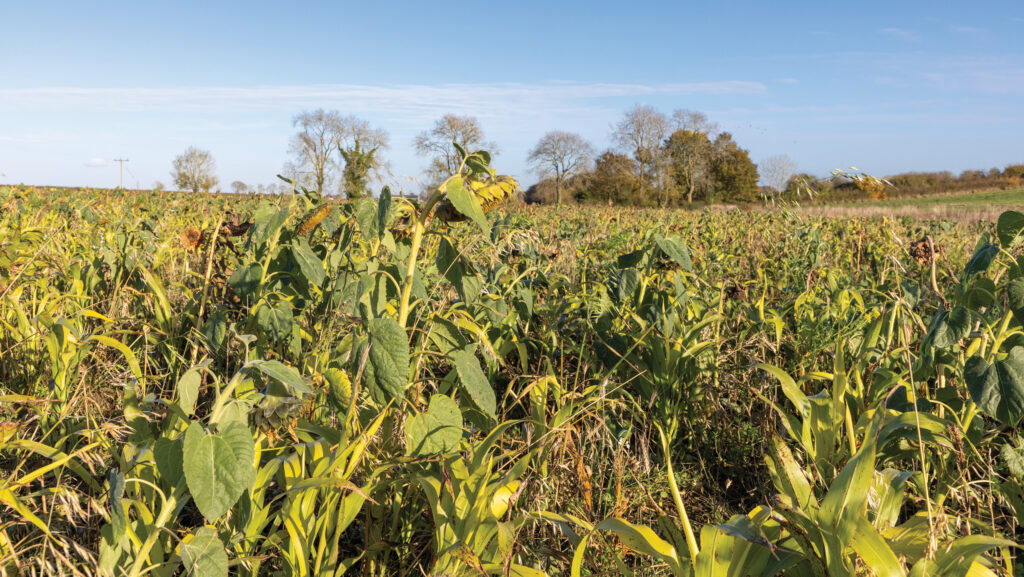 Conservation field