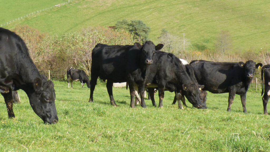 Cows grazing on a farm