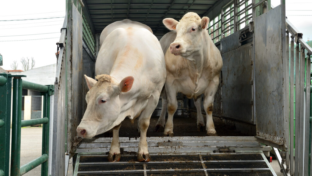 Cows being transported in a moving truck