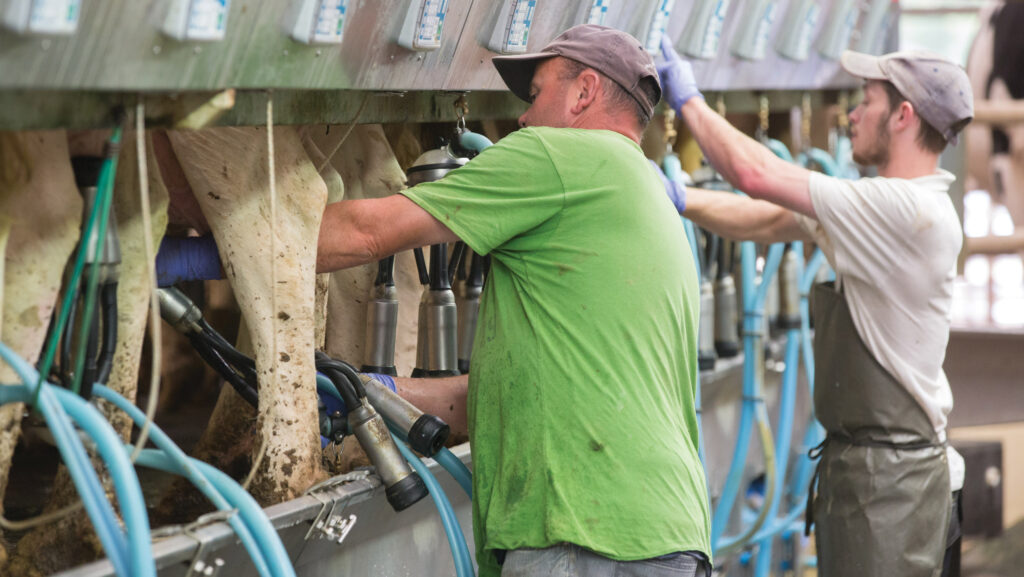 Cows being milked