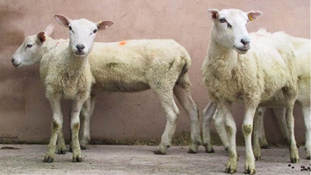 Ewes with haemonchosis © National Animal Disease Information Service