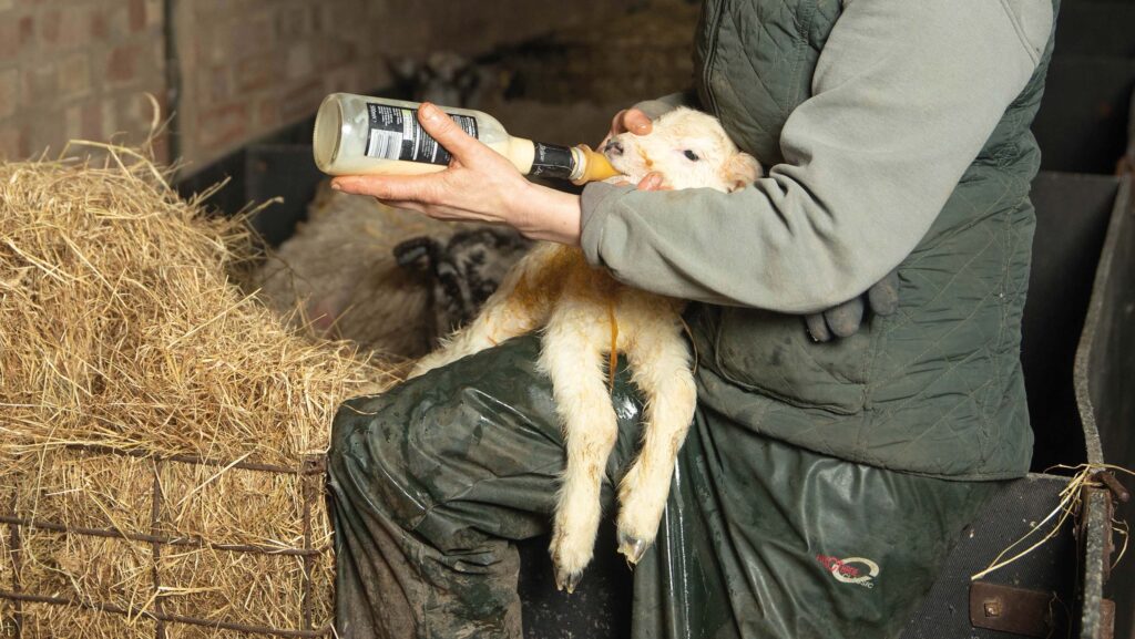 Feeding lamb