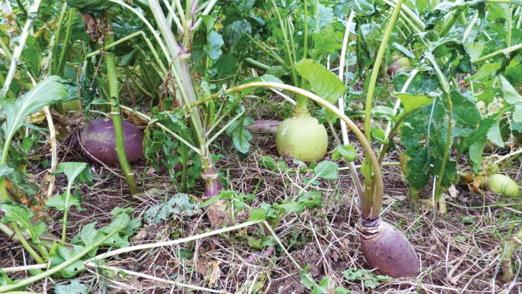 Stubble turnips fodder radish