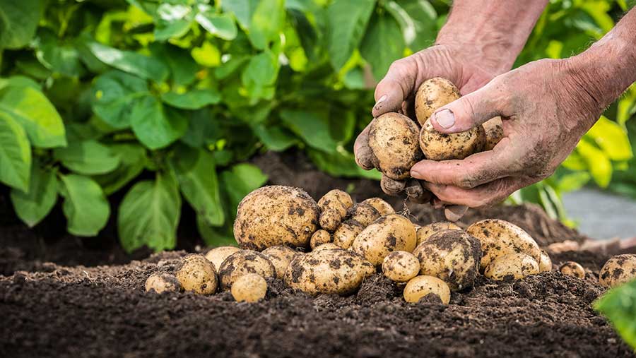 Freshly picked potatoes 