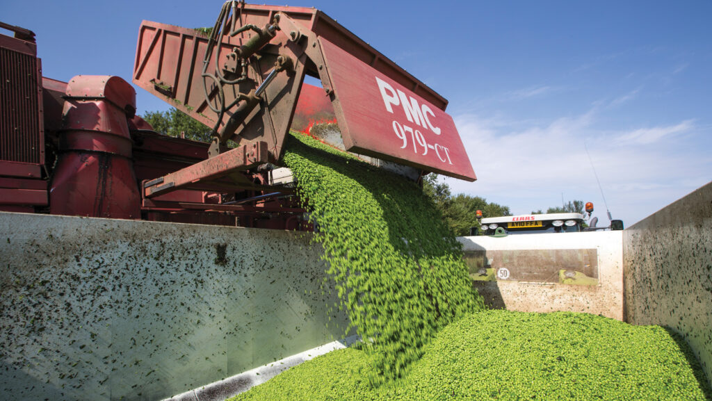 Harvesting vining peas