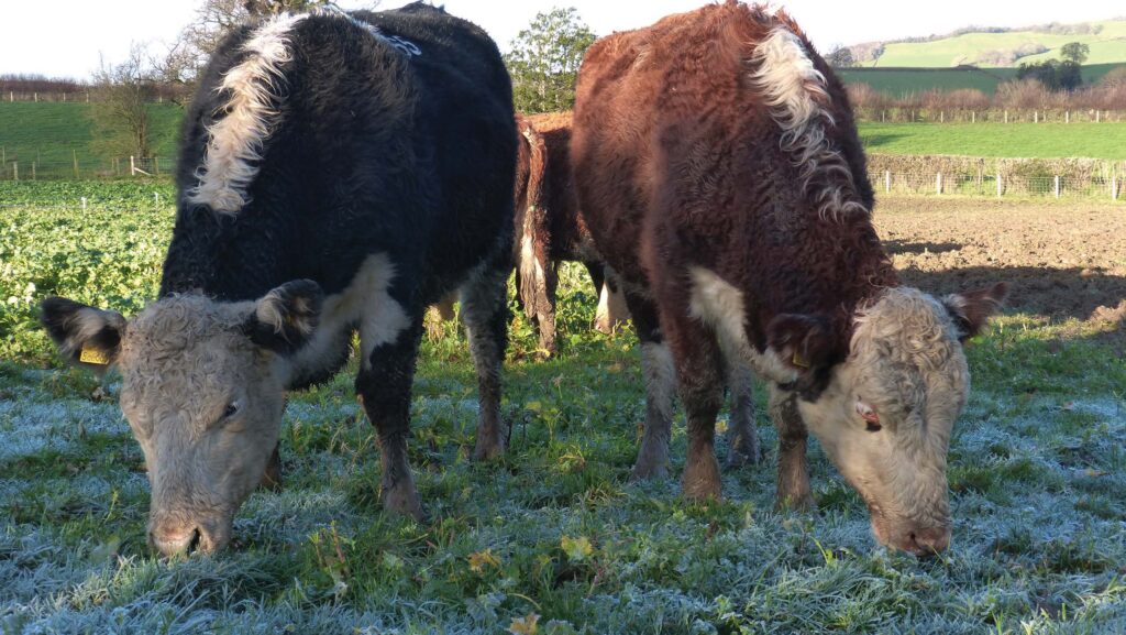 Hereford cross cows eating turnips