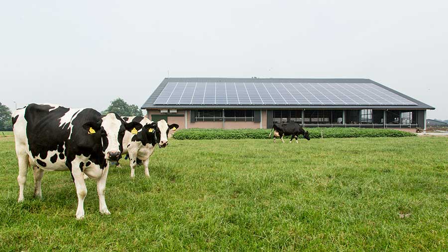 Cows in a field, with a cow barn with solar panels in the background